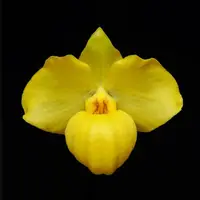 [Bare-root] #PH# Paph. Wössner China Moon (hangianum x armeniacum) 月亮兜 [2.4" NMS][Oct in stock 26]