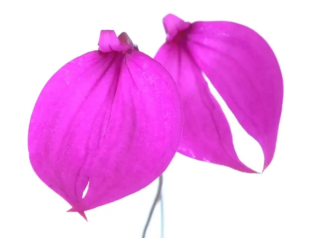 Masdevallia coccinea 'Jhon' (Masdevallia)