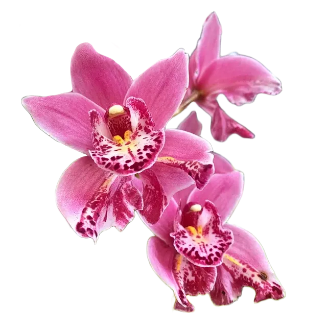 Cymbidium Jess Winter 'Kimberley' (Cymbidium)