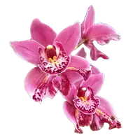 Cymbidium Jess Winter 'Kimberley' (Peloric)