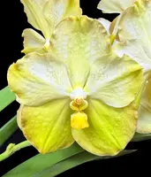 Vanda Carol Klonowski