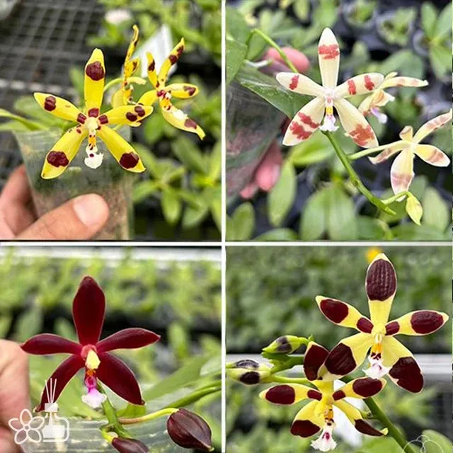 Phalaenopsis mannii var. black × tetraspis