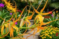 Brassia Daddy Long Legs 'Fred Schwartz' Live Orchid Plant – Brassia Hybrid Orchid