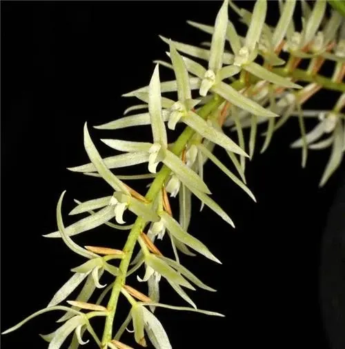 Dendrochilum yuccaefolium (Dendrochilum)