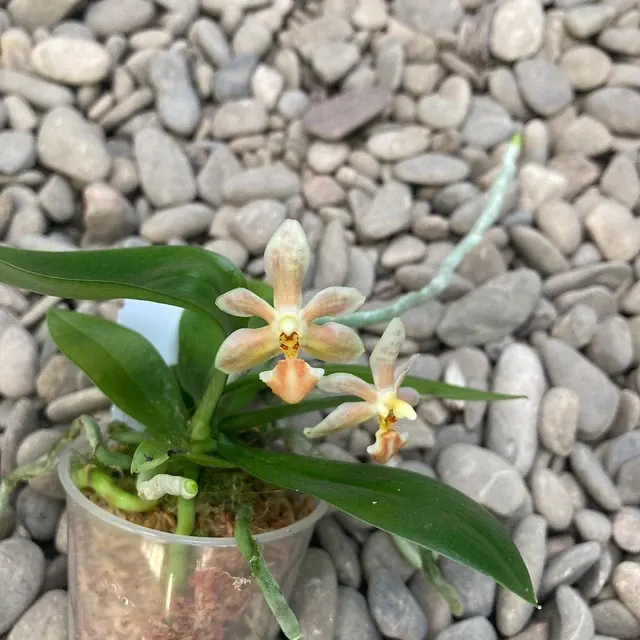 Phalaenopsis Arne Ulfers