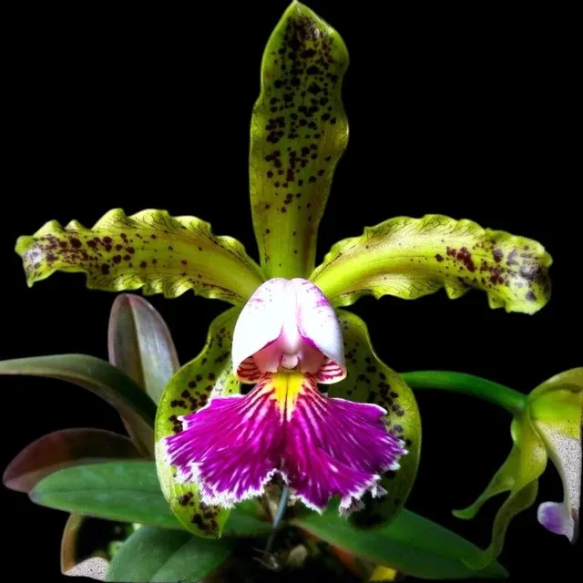 Cattleya schilleriana var semi-alba