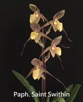 Paph. Saint Swithin (philippinense x rothschildianum) (PASW)