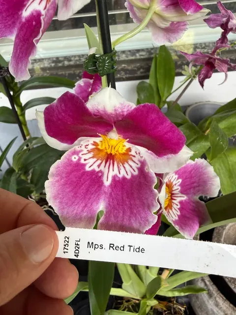 Miltonia RED TIDE (Miltonia)
