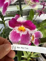 Milt. Red Tide hybrid orchid 2 spikes — Not Currently In Bloom or Spike
