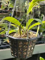 Bulbophyllum lasianthum