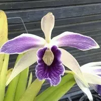 [Bare-root][New] #CA# C.(L.) purpurata var. flamea coerulea 'werkhauseri' [2.4" NBS][Sept in stock 26]