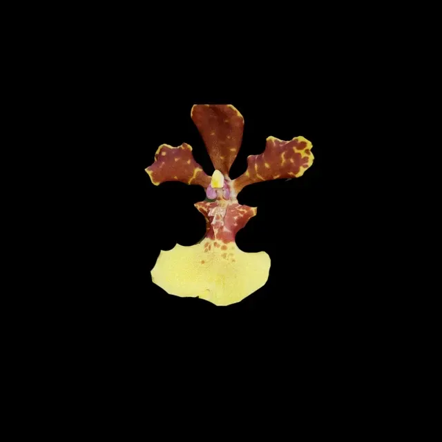 Oncidium Alliance: Trichocentrum Kuquat