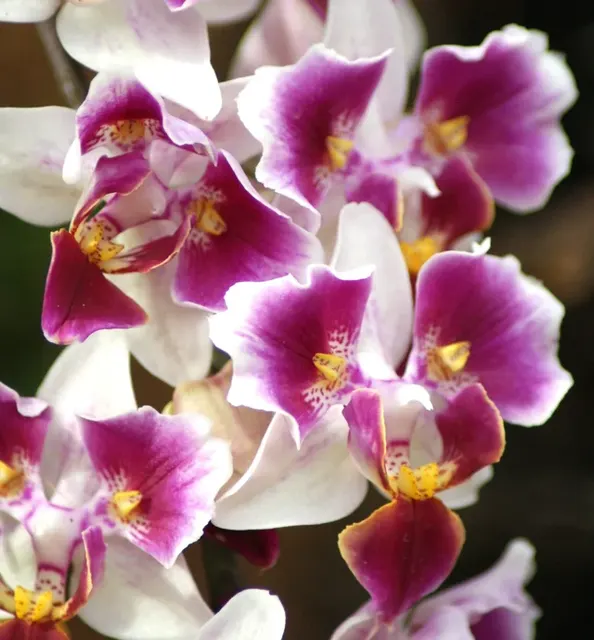 Phalaenopsis Miki Fire Fox '3285'