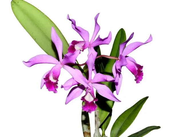 Cattleya Big Leaps (Cattleya)