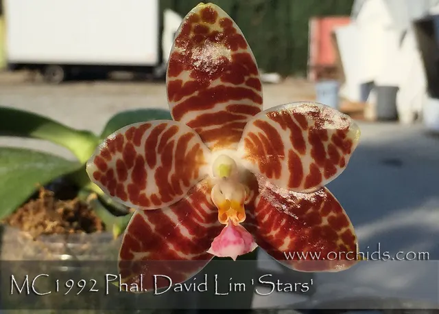Phalaenopsis David Lim 'Stars AM/AOS ,' (Phalaenopsis)