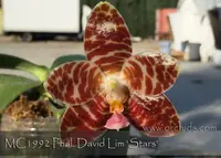 Phal. David Lim 'Stars AM/AOS , ' (P. gigantea x P. amboinensis)
