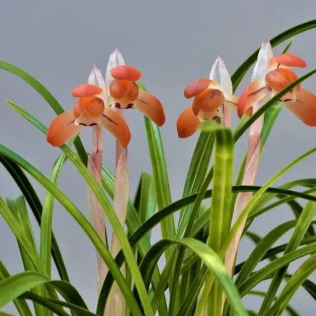 Cymbidium goeringii 'Mebina' (Cymbidium)