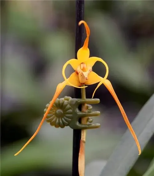 Maxillaria lepidota (Maxillaria)
