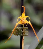 Maxillaria lepidota
