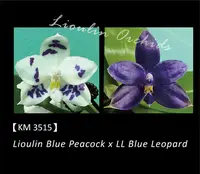 Phal. Lioulin Blue Peacock x LL Blue Leopard (3515)