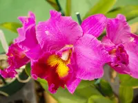 Rlc. Hsinying Rouge 'C.H. #6 (Creation x Elegant Cancer)