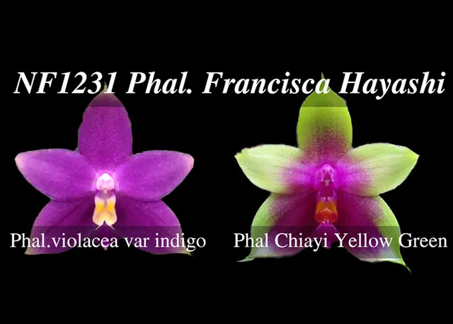 Phalaenopsis Francisca Hayashi 'Note: Amazing Fragrance'