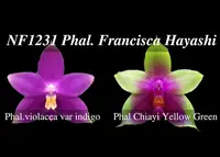 Phal. Francisca Hayashi 'Note: Amazing Fragrance ' (violacea var indigo ' Blue Smile' SM/TOGA x Chiayi Yellow Green)