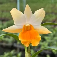 Dendrobium Orchid (Frosty Dawn x Dawn Maree) #2 Exotic Plant