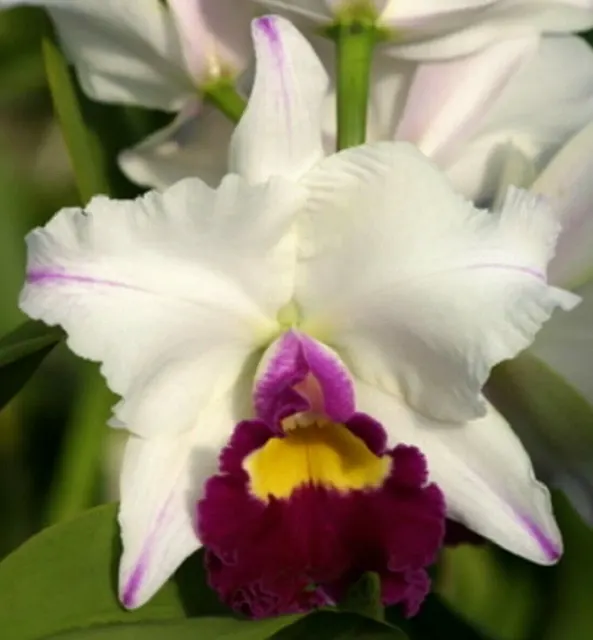 Rhyncholaeliocattleya Volcano Star