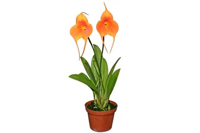 Masdevallia Elizabeth Yanza
