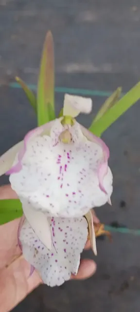 Cattleya Eyv Arubiana (Cattleya)