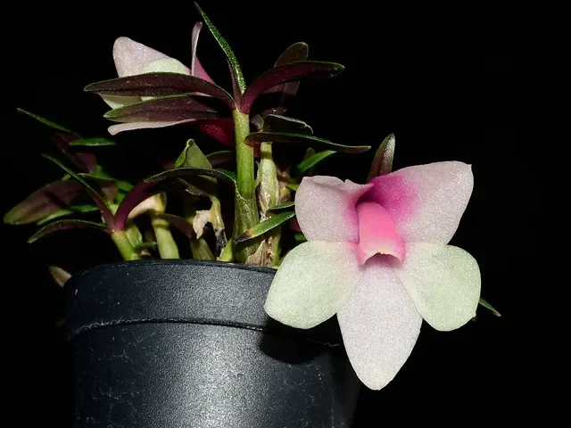 Dendrobium Butterfly Jewel (Dendrobium)