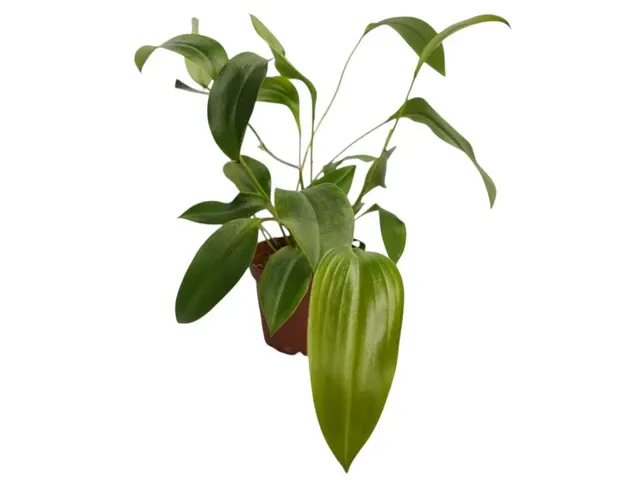 Pleurothallis cardiochila (Pleurothallis)