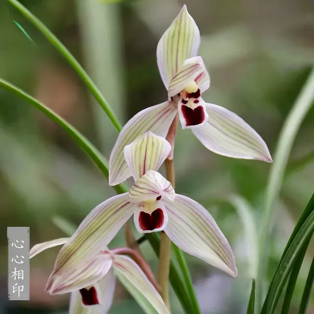 Cymbidium tortisepalum 'Xin Xin Xiang Yin' (Cymbidium)