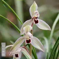 Chinese Cymbidium tortisepalum Xin Xin Xiang Yin ( In bud now)