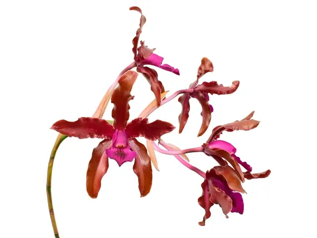 Laeliocattleya Pepe Portilla (Laeliocattleya)