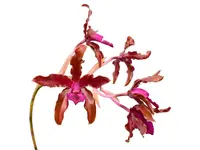 Laeliocattleya Pepe Portilla