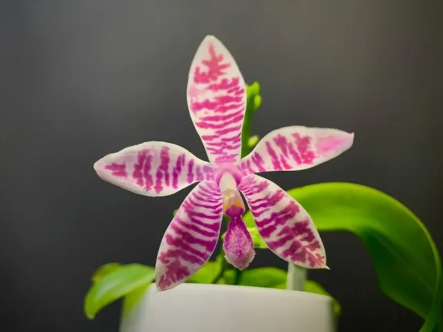 Phalaenopsis x speciosa red