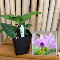 C. deckeri v. coerulea 4N x self (4" Pot) - Not Blooming