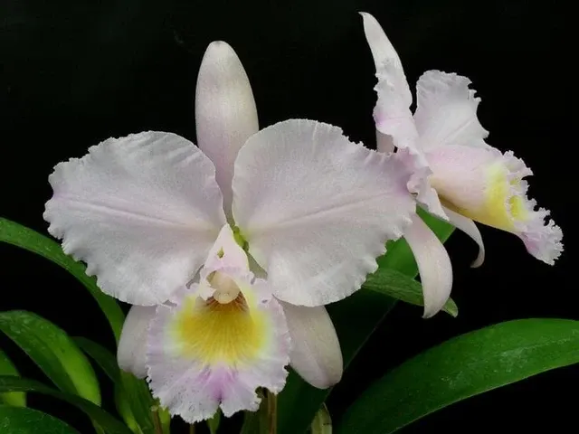 Cattleya trianae var concolor