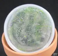 FLASK Angraecum popowii