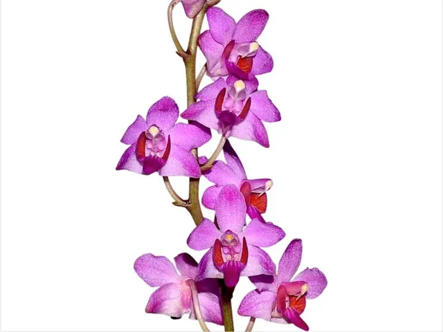 Phalaenopsis pulcherrima