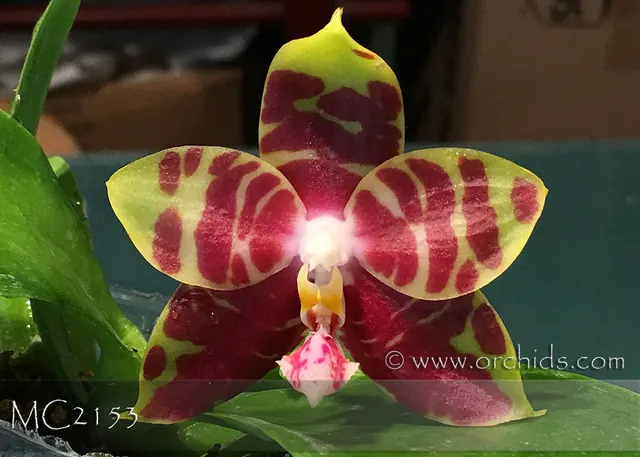 Phalaenopsis Yaphon Sir 'Yaphon FCC/AOS' (Phalaenopsis)