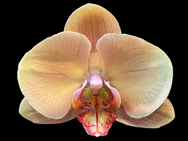 Phalaenopsis Ox Lottery Prince