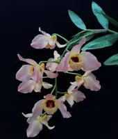 Dendrobium moschatum