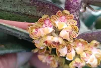 Gastrochilus minutiflorus