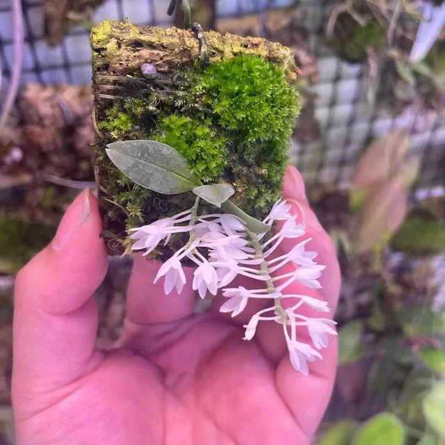 Aerangis hyaloides (Aerangis)