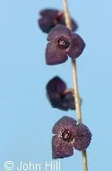 Stelis argentata