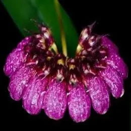 Bulbophyllum pulchellum sp