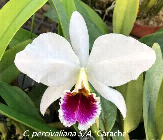 Cattleya percivaliana 'Carache' (Cattleya)